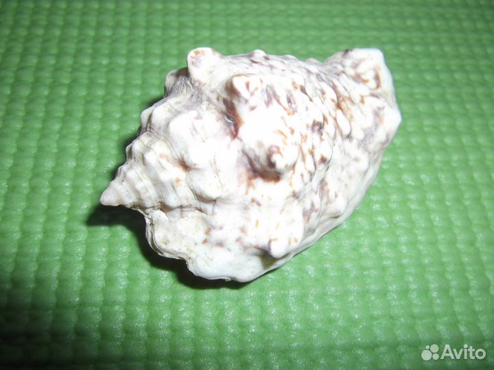 Морские коллекционные раковины