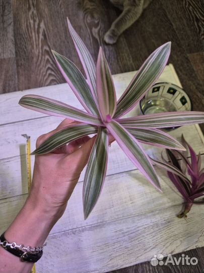 Традесканция покрывальчатая