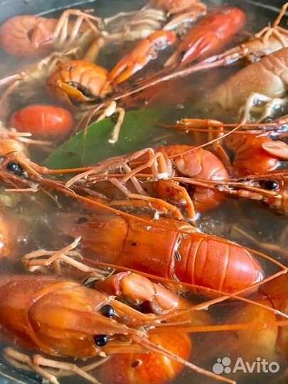 Рак живой Австралийский