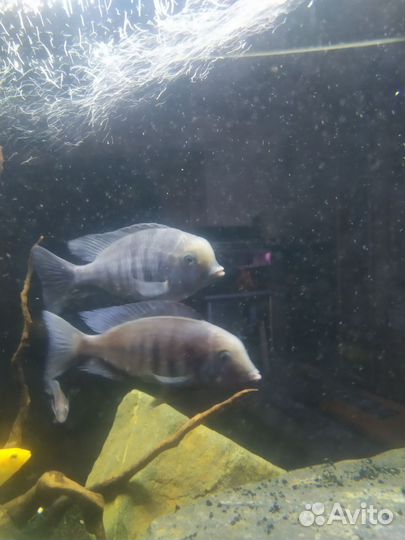 Голубой дельфин