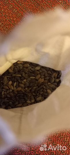 Семена сосны