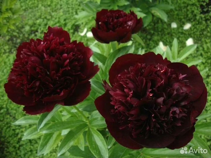 Пионы ито гибриды