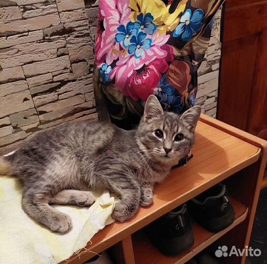 Кошка в дар