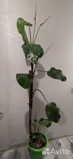 Диффенбахия