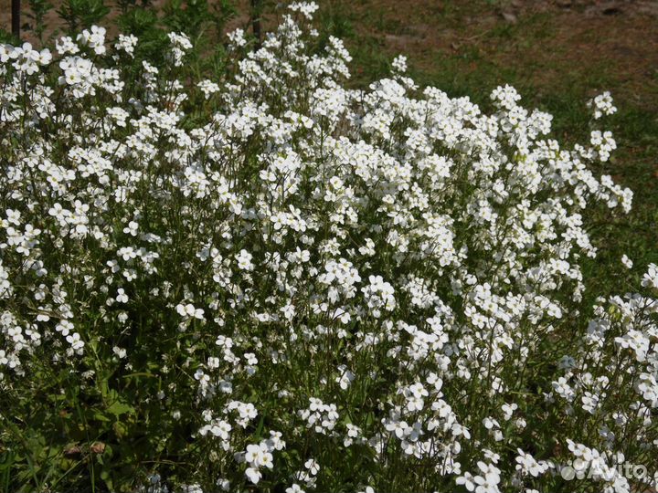 Семена растений (культурные, дикоросы)