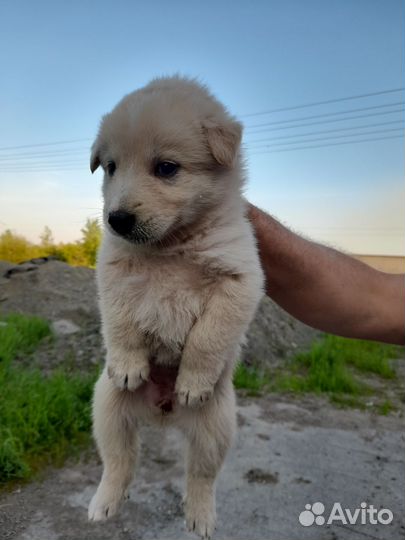 Щенки вдобрые руки