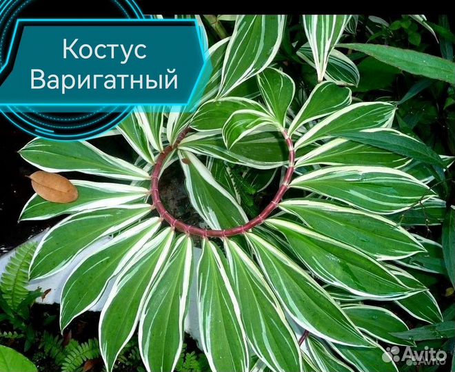 Комнатные цветочки