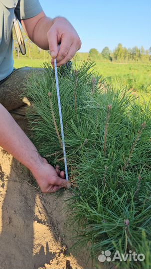 Саженцы сосны и ели окс оптом