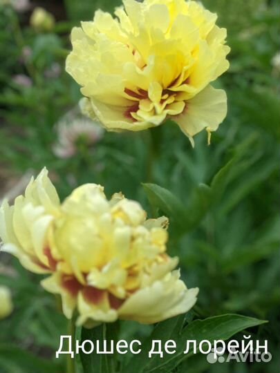 Пион Duchesse de Lorraine