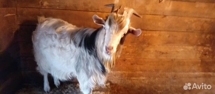 Продам породистого камерунского козла