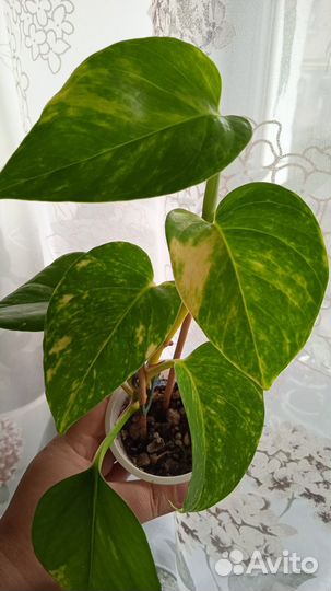 Эпипремнумы и монстерки