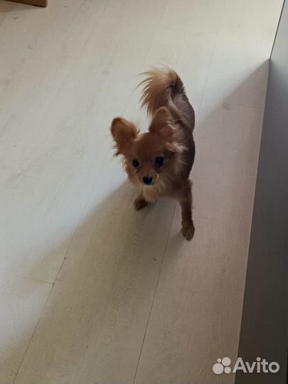 Отдам собачку