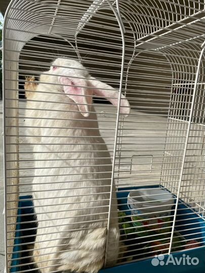 Кролик великан