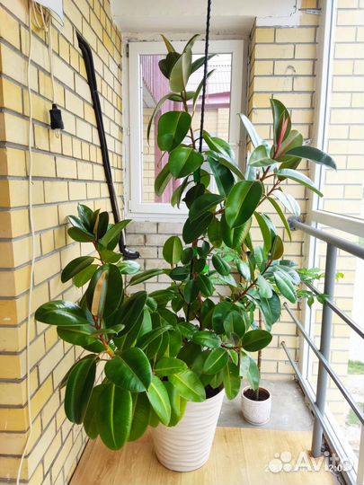 Фикус каучуконосный робуста