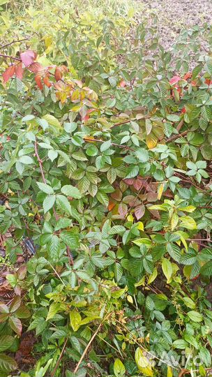 Ежевика небеса могут подождать