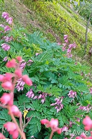 Дицентра Формоза