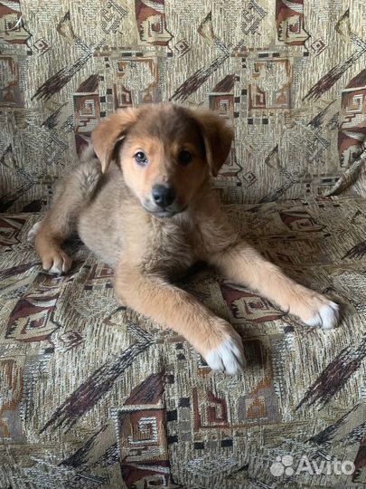 Щенок добрые руки бесплатно средне-крупная порода