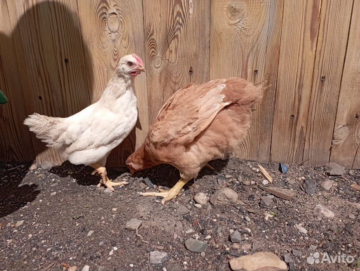 Цыплята Фокси чик, доминант несушка, утка Агидель