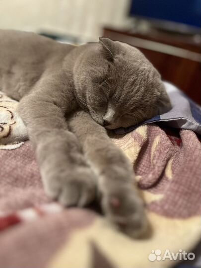 Шотландская вислоухая кошка