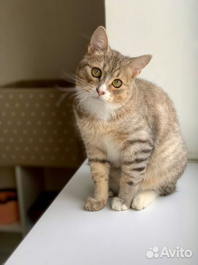 Котик Лорик