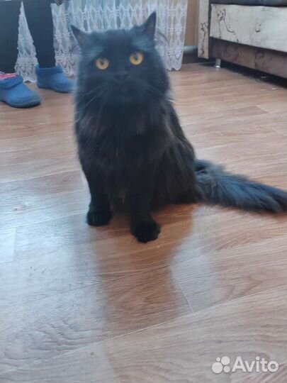 Котик ищет свой дом