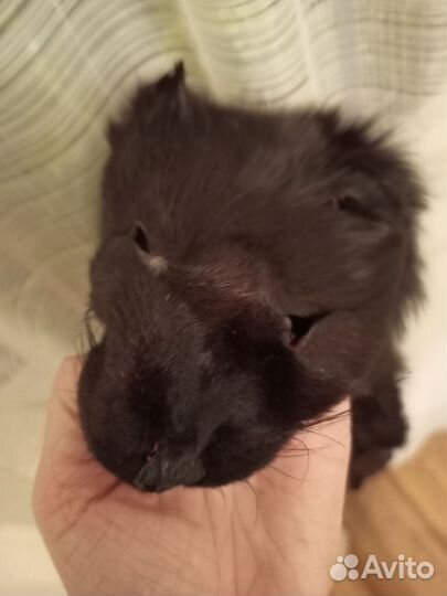 Натуральный мех