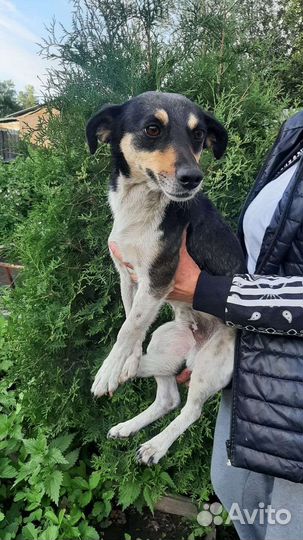 Собака в добрые руки