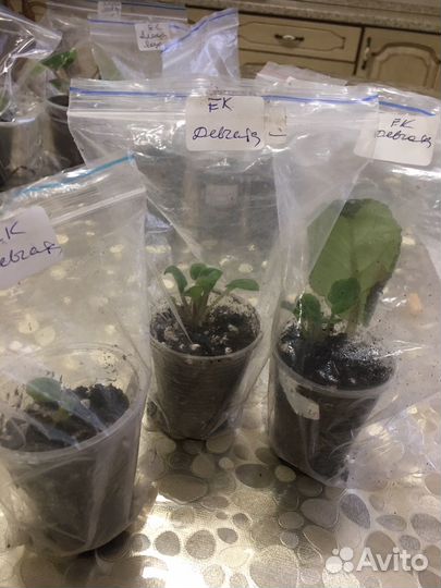 Сортовые фиалки