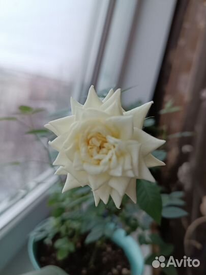 Роза сорт: Аляска