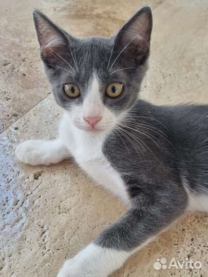 Котенок в добрые руки