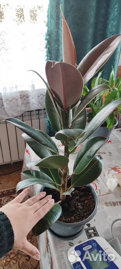 Фикус каучуконосный