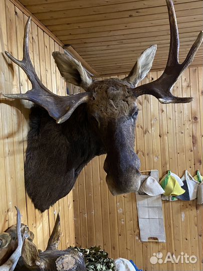 Чучело Лося