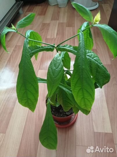 Пахистахис жёлтый