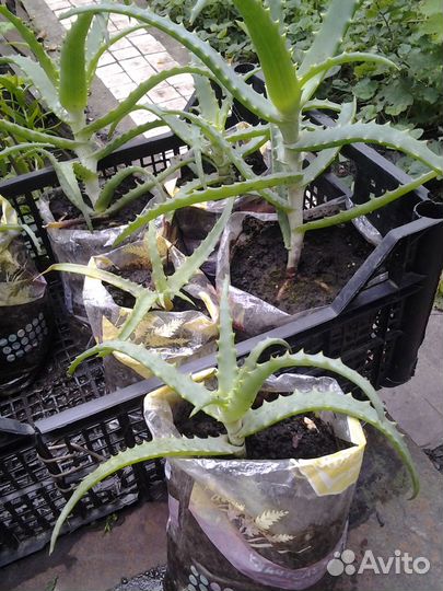 Алоэ столетник