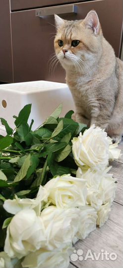 Британский кот, вязка