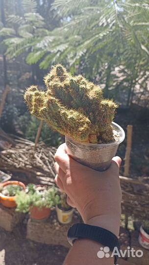 Кактусы и суккуленты