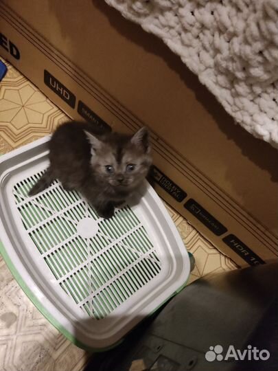 Котята в добрые руки бесплатно