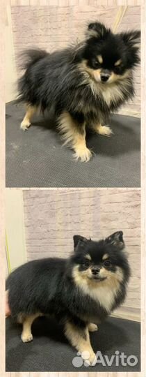 Стрижка кошек и собак