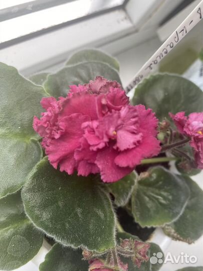 Фиалки сенполии