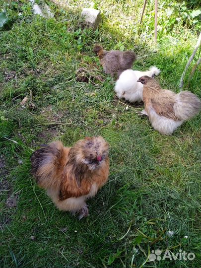 Продам куриц и петухов породы китайская шëлковая