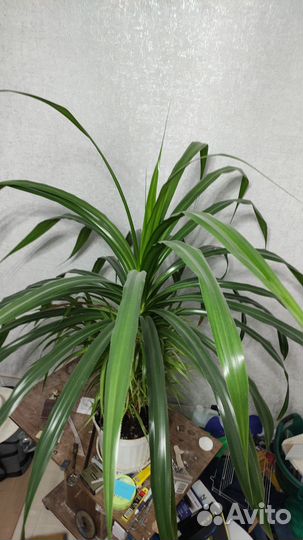 Большой цветок