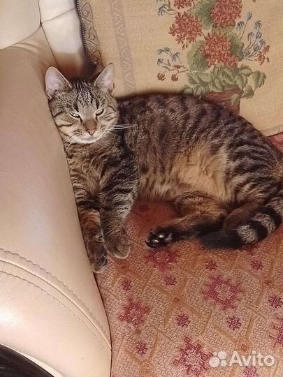 Котик Лёвик ждёт свою Семью