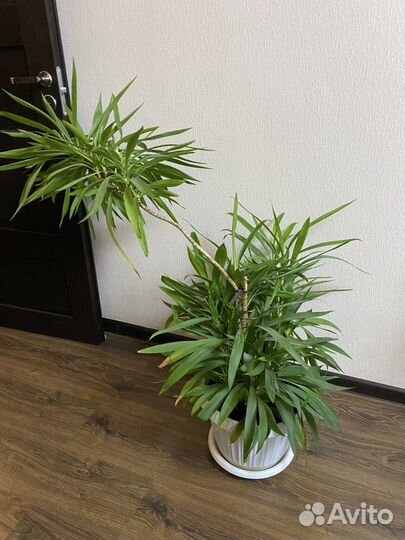 Юкка гигантская