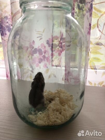 Джунгарский хомяк