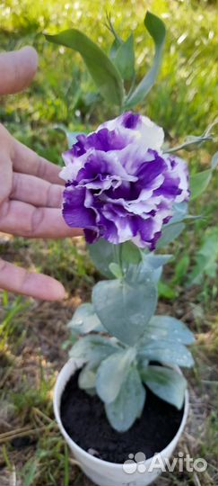 Комнатное растение