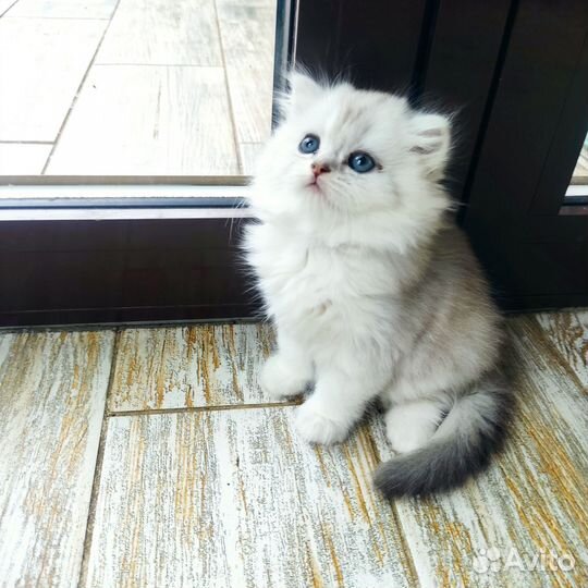 Британская кошечка
