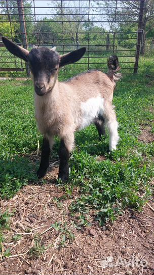 Продам козочек