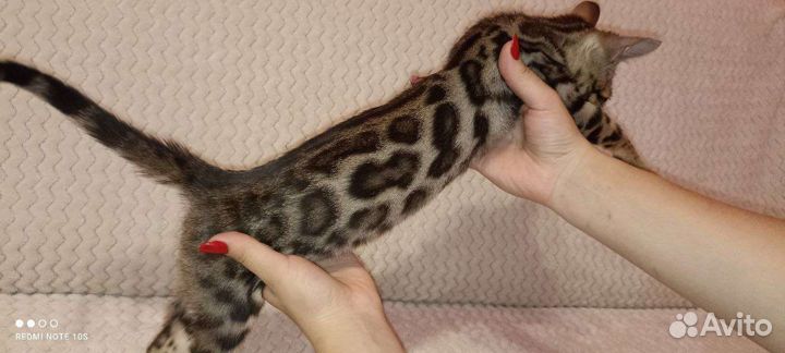 Бенгальские котята