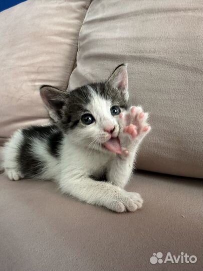 Кот в добрые руки