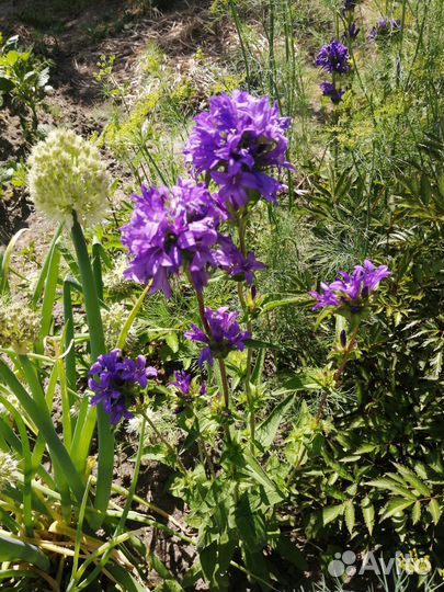 Многолетники садовые